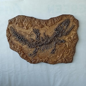 Sclerocephalus Fossil Skeleton 35x20 inches (90x50 cm) - Unique Prehistoric Wall Art - Natural History Decor - Educational Collector’s Item