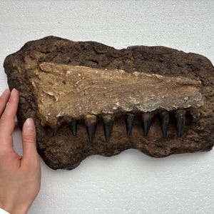 May include: A fossilized jawbone with sharp teeth embedded in a brown rock. The jawbone is light brown and the teeth are black.