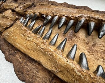 モササウルスの頭蓋骨化石レプリカ – 右向きの半頭蓋骨（顎付き）、石