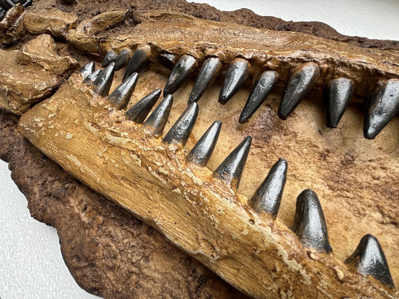 モササウルスの頭蓋骨化石レプリカ – 右向きの半頭蓋骨（顎付き）、石