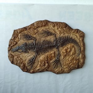 Orabates pabsti Fossil Skeleton of Seymouria | Unique Wall Decor | Prehistoric Art for Collectors & Museums