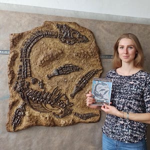 Plesiosaurus Macrocephalus Fossil Replica: Museum-Quality Wall Art- Prehistoric Giant Decor for Collectors, Enthusiasts & Interior Designers