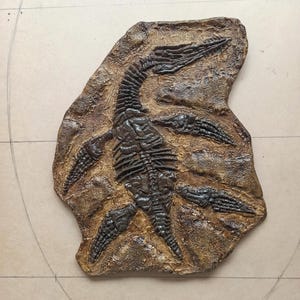 Mauriciosaurus Fossil Skeleton Replica: Giant Plesiosaur 90x80 cm (36x32 inches) - An Enchanting Journey into Ancient Seas