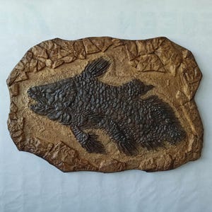 Coelacanth Fossil Skeleton Replica — Prehistoric Giant Fish Display — 90x60 cm (35.4 x 23.6 inches)