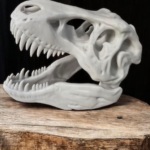 May include: A white Tyrannosaurus rex skull replica featuring a detailed bone structure, prominent eye sockets, and a full set of sharp, pointed teeth. The jaw is positioned in an open state, showcasing the internal anatomy of the dinosaur cranium.
