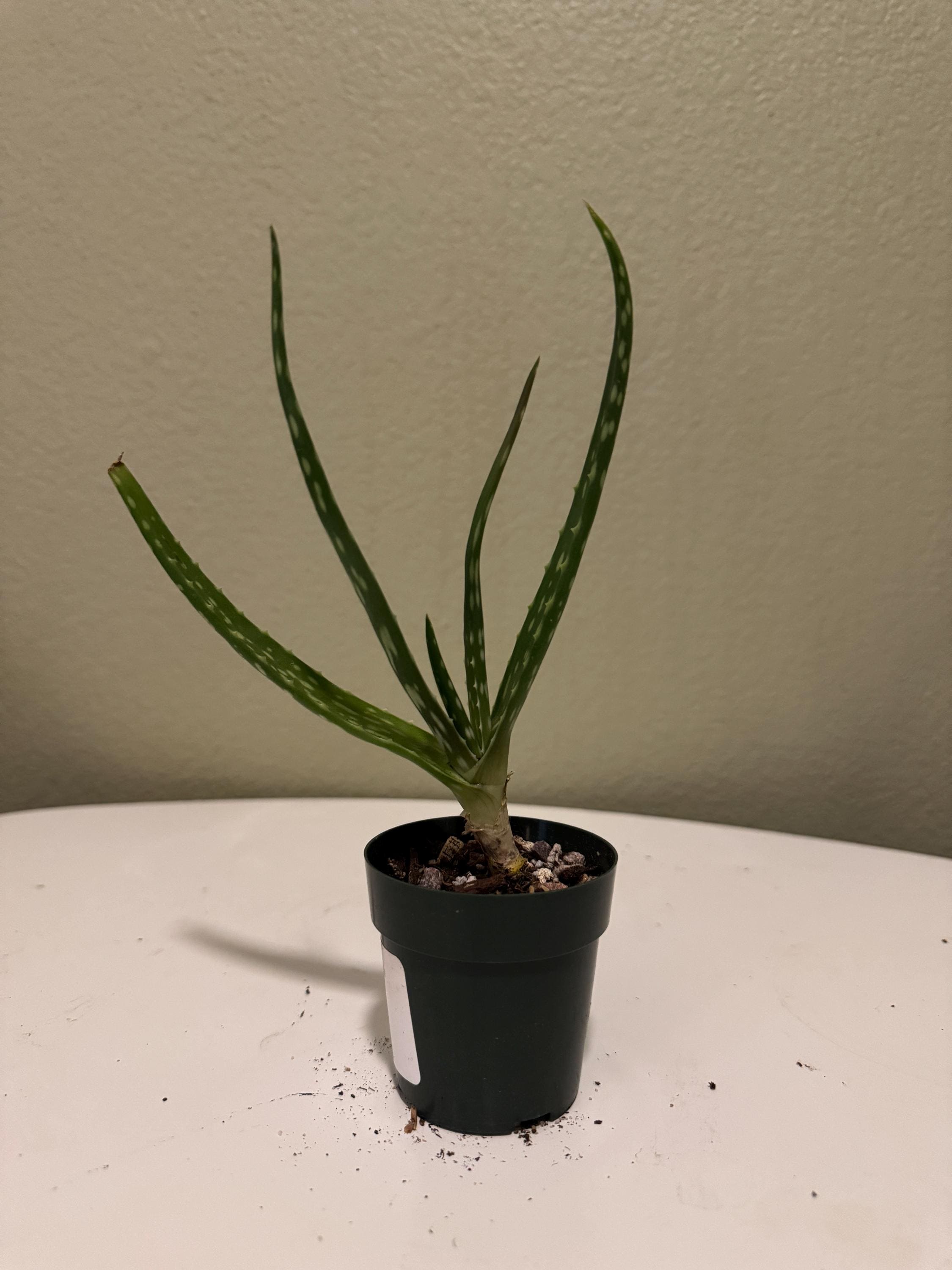 Aloe Juvenna  Tigerzahn Aloe | Robuste Sukkulente | Pflegeleichte  Zimmerpflanze - Etsy.de
