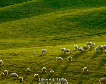 Tuscany Photography Sheep Photograph Italy Photo Landscape Italian Countryside Umbria Lambs  nat10