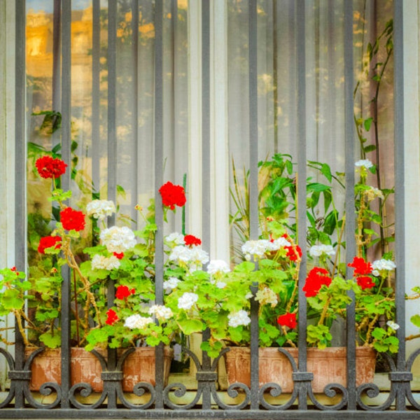 Paris Photography, Flower Box Photo, Flower Photograph France Print Window Planter Flowerbox Red Geraniums par24