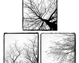 Winter Silhouette Set Three 3 Photographs Winter Tree Photo Discount Black and White Photo Silhouette nat0105