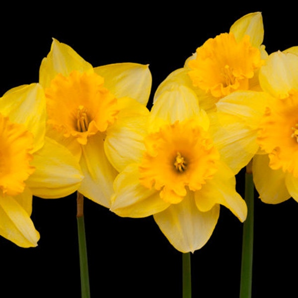 Flower Photography, Daffodil Photo Spring Photograph Yellow Black Background Springtime Elegant Feminine nat6