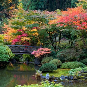 Japanese Garden Photo, Autumn Photograph Fall Colors Autumn Print Red Maple Yellow Bridge Zen Home nat20 image 1