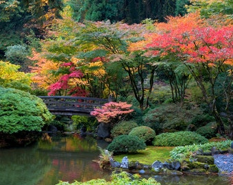 Japanese Garden Photo, Autumn Photograph Fall Colors Autumn Print Red Maple Yellow Bridge Zen Home nat20
