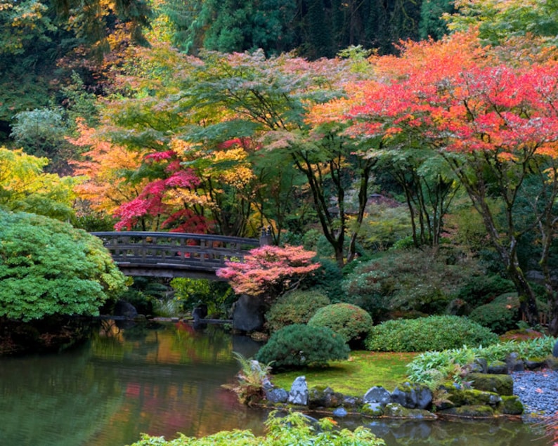 Japanese Garden Photo, Autumn Photograph Fall Colors Autumn Print Red Maple Yellow Bridge Zen Home nat20 image 1