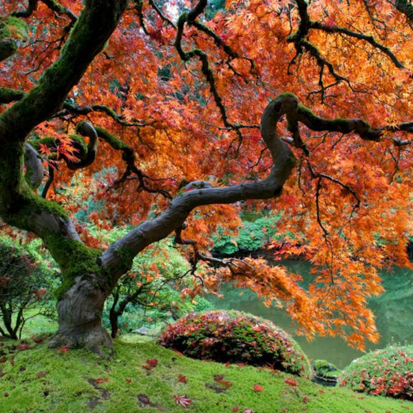 Autumn Photo Fall Colors Red Maple Japanese Garden Photograph Autumn Colors Red Leaves Tree nat3