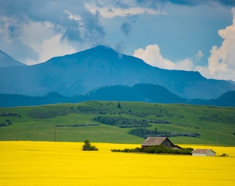 Alberta Canada Photo, Yellow Canola Fields Landscape Photography Farm Flowers Canadian Rockies Mountains can5