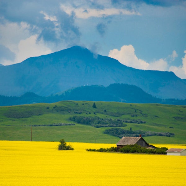 Alberta Canada Photo, Yellow Canola Fields Landscape Photography Farm Flowers Canadian Rockies Mountains can5