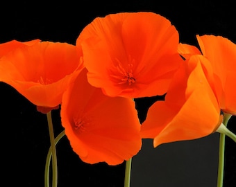 Poppy photograph Flower Photography Spring Photo Orange Poppies Black Background Red Feminine Elegant nat5