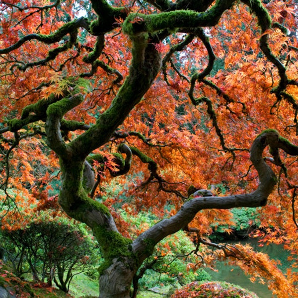 Red Maple, Autumn Photo Fall Colors Japanese Garden Photograph Autumn Colors Red Leaves Tree nat114