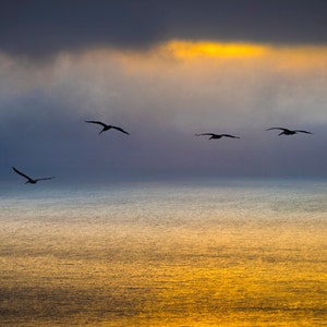 Big Sur Fotografie, Ozean Sonnenuntergang Foto Kalifornische Küste Pelikane Vögel Gold Wolken Seelandschaft Wandkunst nat136
