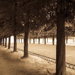 Paris Photography Luxembourg Garden Paris Park Photo Spring Trees France Neutral Colors Sepia Beige Park par96 image 1