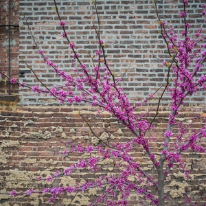 New York High Line Photo, Manhattan Photograph nyc Photography Redbud Tree Railroad Tracks Park Shabby Chic nyc67 image 1