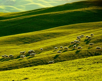 Sheep Photograph Tuscany Photography Italy Photo Landscape Italian Countryside Umbria Lambs  nat10