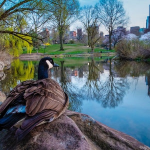 Central Park Photo, New York Photograph Bird Photography Nyc Print City Spring Manhattan Goose Wall Art nyc45