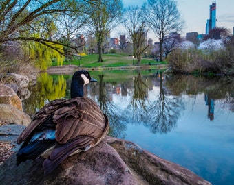 Central Park Photo, New York Photograph Bird Photography Nyc Print City Spring Manhattan Goose Wall Art nyc45