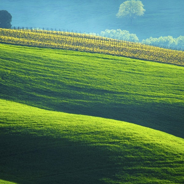 Tuscany Landscape, Italy Photography Italian Countryside Vineyard Photo Green Hills Umbria Wall Art ita17