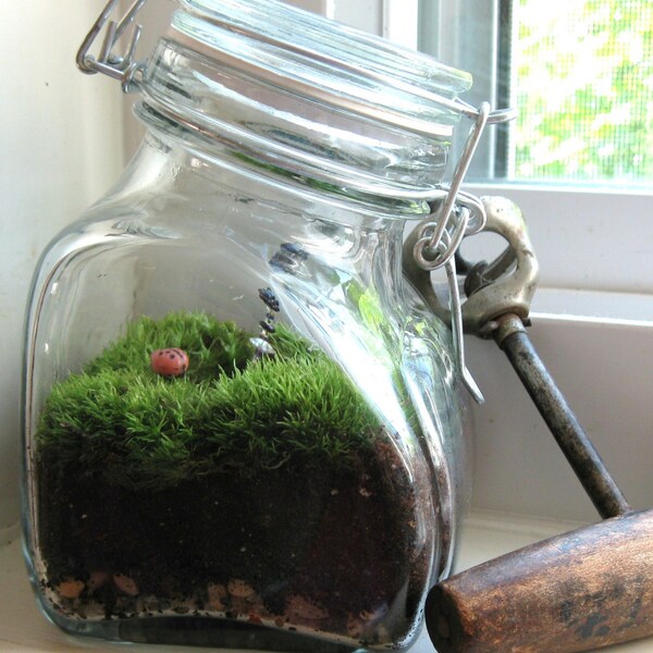 garden of eden \/ mossopotamia mossy green live plant ecosystem moss terrarium upcycled jar with bail