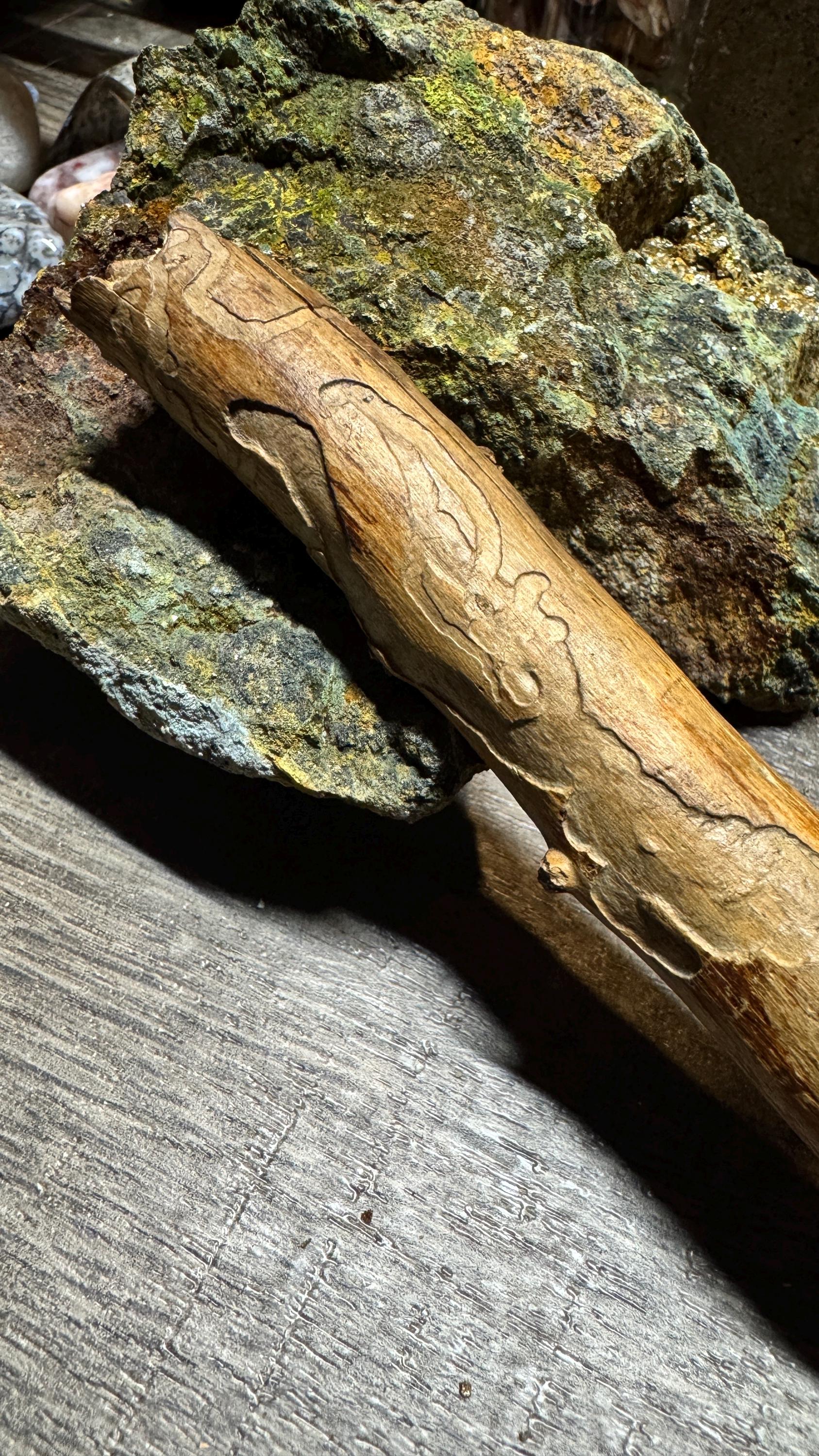 Bark Beetle Art - Tracks and Patterns Inscribed on Wood by Insects