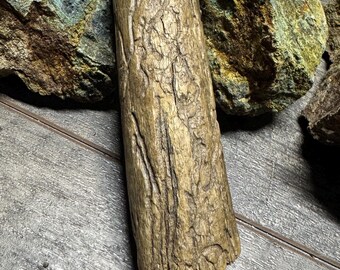 Bark Beetle Art - Tracks and Patterns Inscribed on Wood by Insects