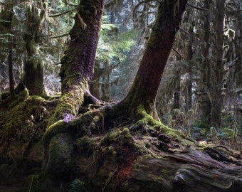 Nurse Log in the Hoh Rainforest, Olympic National Park - Fine Art Print