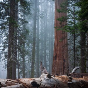Morning Mist, Sequoia National Park, Fine Art Print