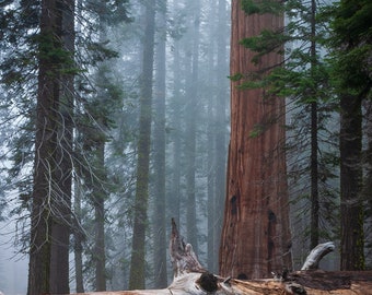 May include: A large, fallen redwood tree trunk lies on the forest floor, surrounded by tall, slender trees. The forest is misty and atmospheric, with a sense of peace and tranquility.