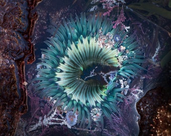 Sea Anemone, Fine Art Print