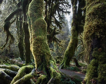 Hall of Mosses Fine Art Print