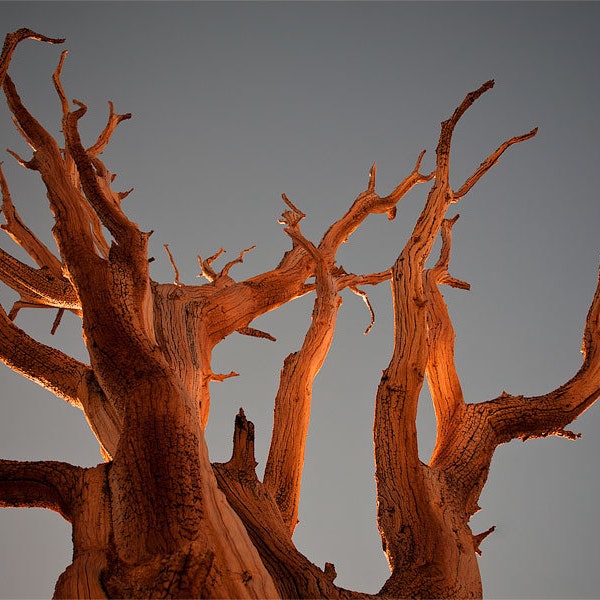 Pino bristlecone al tramonto - Stampa d'arte