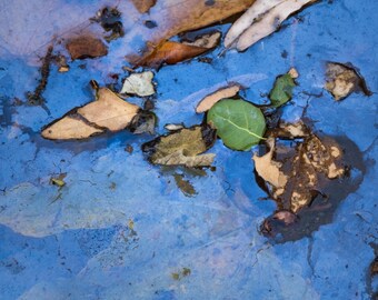 Surface Tension, Fine Art Print