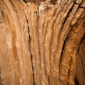 Texture del tronco di Bristlecone - Stampa artistica
