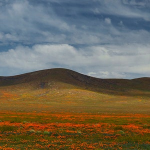 Spring in Antelope Valley, California - Panoramic Fine Art Print