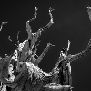 Puede incluir: Una fotografía en blanco y negro de una rama de árbol nudosa y desgastada que se extiende hacia el cielo. La rama está retorcida y contorsionada, con muchas ramas y ramitas que se extienden en todas direcciones. La corteza es áspera y texturizada, y la madera es gris y desgastada. El fondo es un negro sólido oscuro.