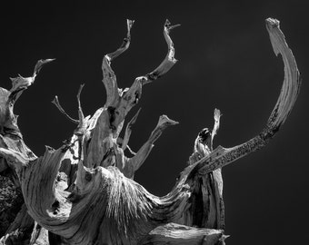 Bristlecone Tree reikt naar de hemel - Fine Art Print
