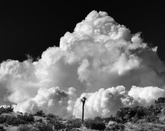 Steadfast, Joshua Tree - Panoramic Fine Art Print