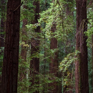Light Filtering Down, Humboldt Redwoods State Park, Fine Art Print