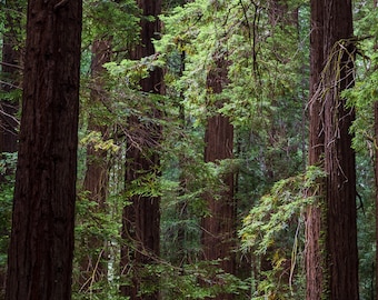 Filtrage de la lumière, parc d'État de Humboldt Redwoods, impression d'art