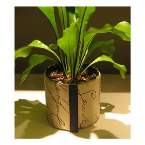 May include: A potted plant with large, bright green leaves. The ceramic pot is cylindrical, with a cream-colored base and black trim. The pot is decorated with cursive script and a vertical black stripe.