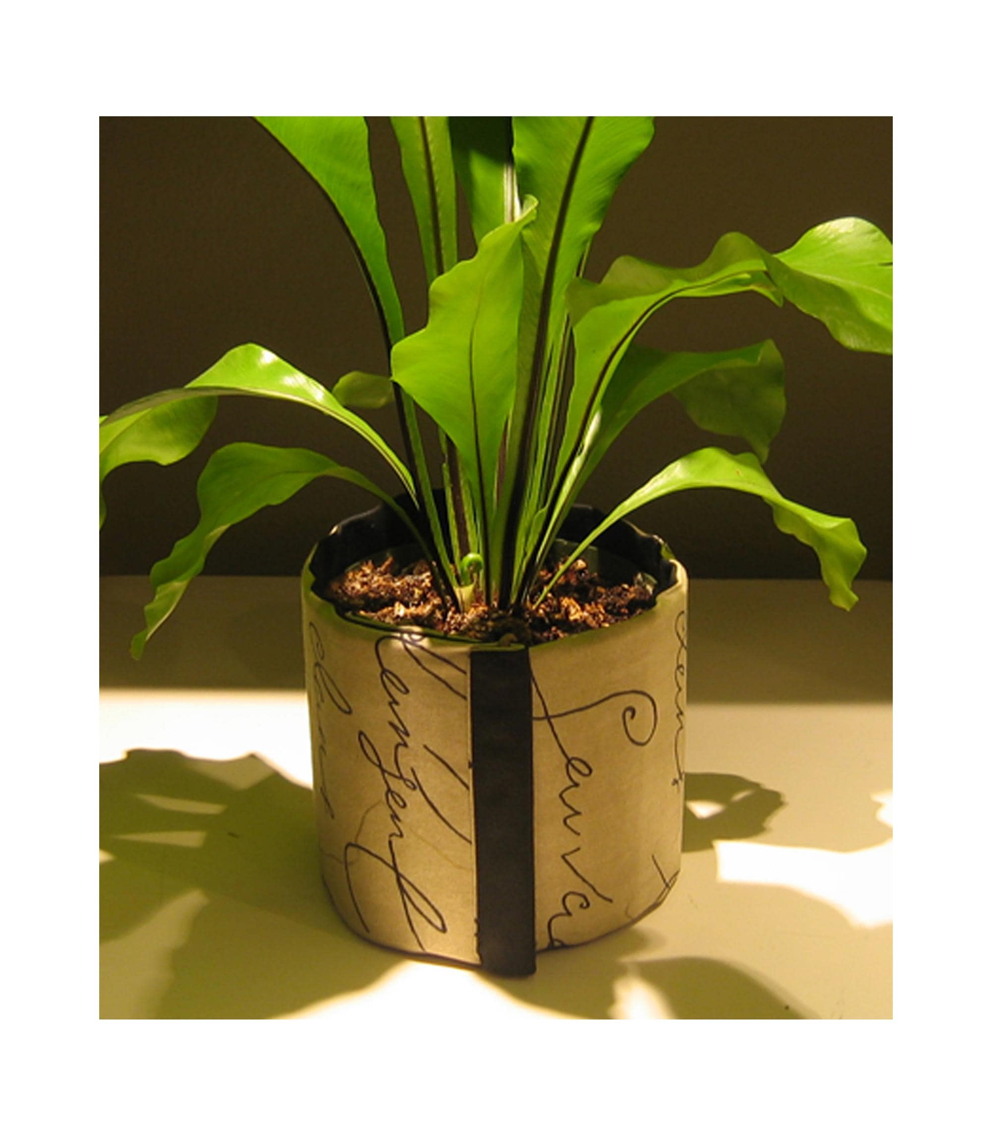 fertilizer plant spikes Houseplant & Flower 5-5-5 Plant Food Spikes (12 Mini Spikes) main image 1
