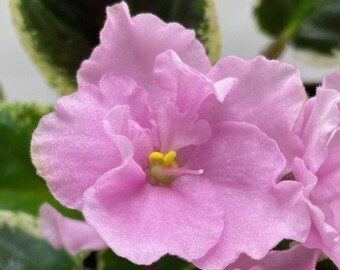 African Violet Plant - Music Box Dancer - STARTER PLANT