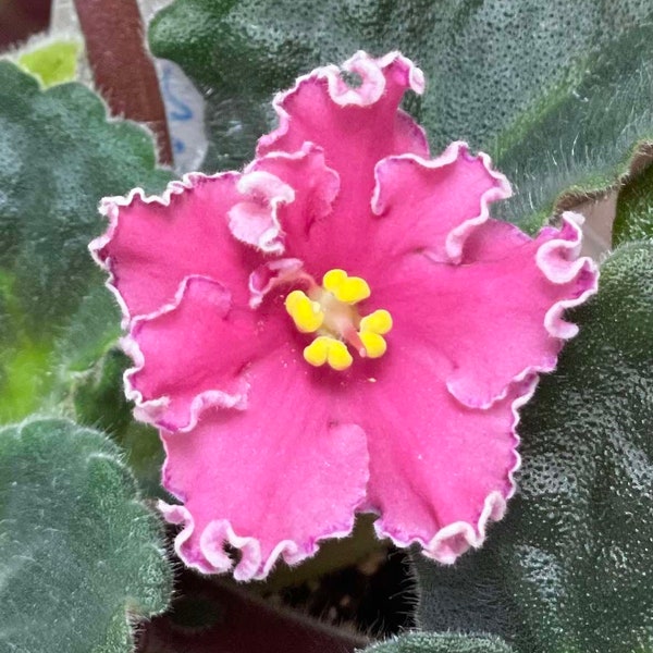 African Violet Plant - Sister's Secret